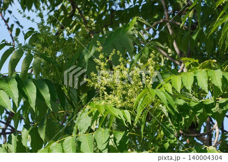 咲き始めたニワウルシの花・2026年5月 咲き始めたニワウルシの花・2026年5月 140004304