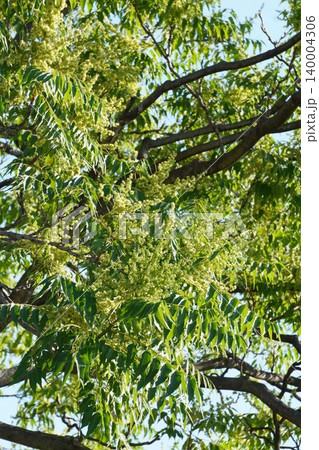 咲き始めたニワウルシの花・2026年5月 咲き始めたニワウルシの花・2026年5月 140004306