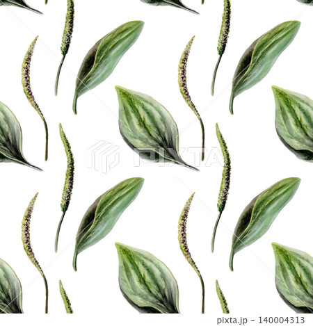 Plantain seamless pattern watercolor illustration. Plantago medicinal herb for wound healing pharmacy branding, first aid remedy packaging, regenerative skin care design, herbal wellness print 140004313