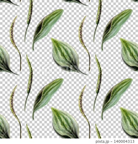 Plantain seamless pattern watercolor illustration. Plantago medicinal herb for wound healing pharmacy branding, first aid remedy packaging, regenerative skin care design, herbal wellness print Plantain seamless pattern watercolor illustration. Plantago medicinal herb for wound healing pharmacy branding, first aid remedy packaging, regenerative skin care design, herbal wellness print 140004313