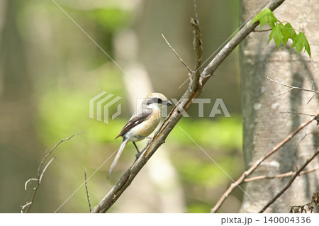モズ　百舌鳥　♂　Lanius bucephalus　北海道の野鳥 140004336