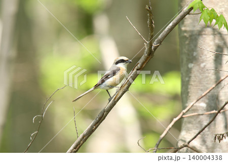 モズ　百舌鳥　♂　Lanius bucephalus　北海道の野鳥 140004338