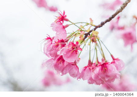 春の雨に濡れた桃色の桜の花06 春の雨に濡れた桃色の桜の花06 140004364