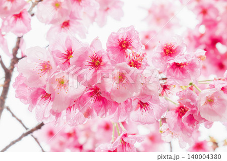 春の雨に濡れた桃色の桜の花22 春の雨に濡れた桃色の桜の花22 140004380