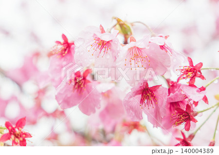 春の雨に濡れた桃色の桜の花31 春の雨に濡れた桃色の桜の花31 140004389