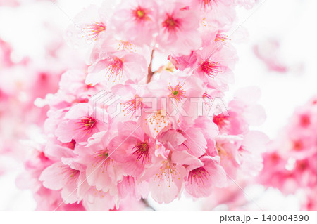 春の雨に濡れた桃色の桜の花32 140004390