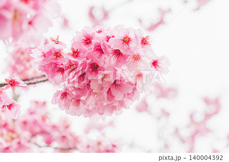 春の雨に濡れた桃色の桜の花34 140004392