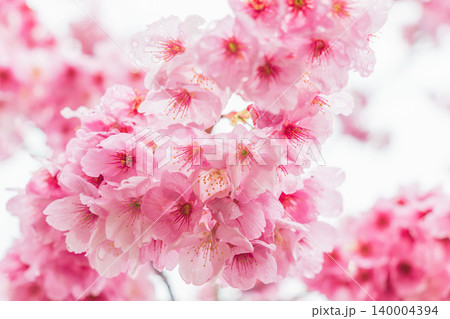 春の雨に濡れた桃色の桜の花36 春の雨に濡れた桃色の桜の花36 140004394