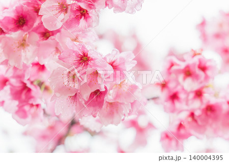 春の雨に濡れた桃色の桜の花37 春の雨に濡れた桃色の桜の花37 140004395