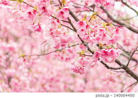 春の雨に濡れた桃色の桜の花42 140004400