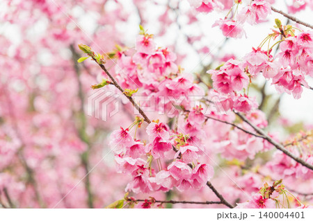 春の雨に濡れた桃色の桜の花43 春の雨に濡れた桃色の桜の花43 140004401
