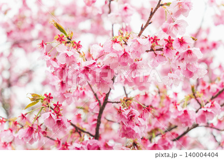 春の雨に濡れた桃色の桜の花46 春の雨に濡れた桃色の桜の花46 140004404