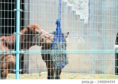 乾草を仲良く食べる対州馬たち 乾草を仲良く食べる対州馬たち 140004434