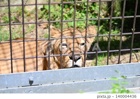 動物園の檻の向こうから、じっとこちらを見つめるメスライオン 動物園の檻の向こうから、じっとこちらを見つめるメスライオン 140004436