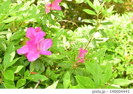 初夏のまばゆい光に映える、鮮やかに咲き誇るピンクのツツジ 初夏のまばゆい光に映える、鮮やかに咲き誇るピンクのツツジ 140004441