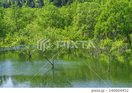 新緑の白川湖と水没林 山形県飯豊町 新緑の白川湖と水没林 山形県飯豊町 140004452