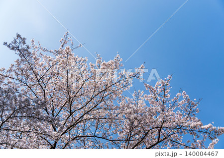 春の野山 青空と白色の桜の花を見上げる19 春の野山 青空と白色の桜の花を見上げる19 140004467