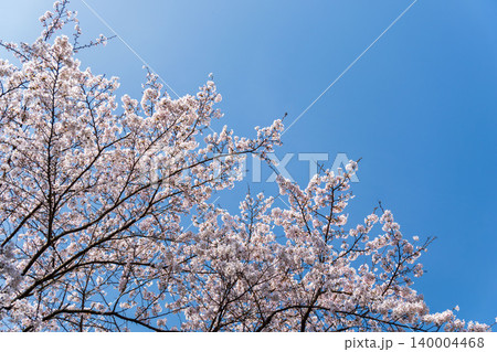 春の野山 青空と白色の桜の花を見上げる20 春の野山 青空と白色の桜の花を見上げる20 140004468