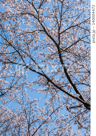 春の野山 青空と白色の桜の花を見上げる24 春の野山 青空と白色の桜の花を見上げる24 140004472