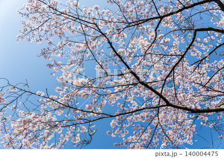 春の野山　青空と白色の桜の花を見上げる27 140004475