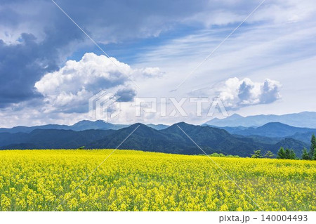 初夏に咲く菜の花 三ノ倉高原(スキー場)の花畑 福島県喜多方市 初夏に咲く菜の花 三ノ倉高原(スキー場)の花畑 福島県喜多方市 140004493