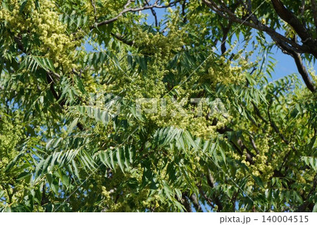 ニワウルシの花・2026年5月 140004515