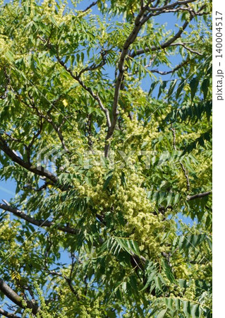 ニワウルシの花・2026年5月 ニワウルシの花・2026年5月 140004517