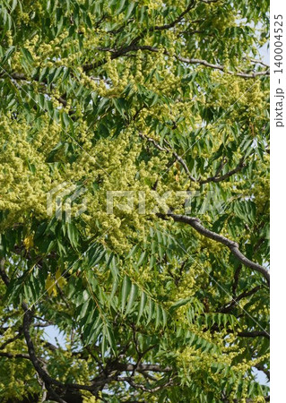 ニワウルシの花・2026年5月 140004525