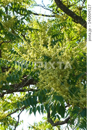 ニワウルシの花・2026年5月 ニワウルシの花・2026年5月 140004527