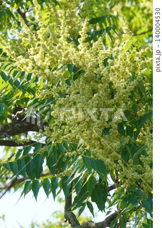 ニワウルシの花・2026年5月 ニワウルシの花・2026年5月 140004530