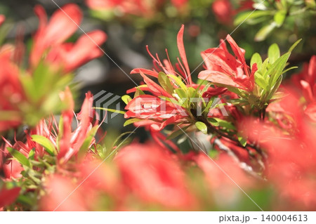 花びらと葉が細いサツキ「采咲きのサツキ」 花びらと葉が細いサツキ「采咲きのサツキ」 140004613