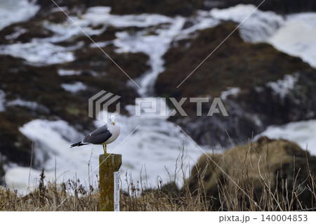 ウミネコ 140004853