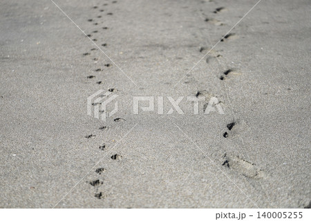 砂浜に残る人と犬の足跡 砂浜に残る人と犬の足跡 140005255