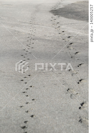 砂浜に残る人と犬の足跡 砂浜に残る人と犬の足跡 140005257