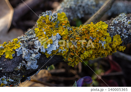 Vibrant orange Xanthoria parietina lichen thriving on a fallen branch in a forest during early morning light Vibrant orange Xanthoria parietina lichen thriving on a fallen branch in a forest during early morning light 140005365