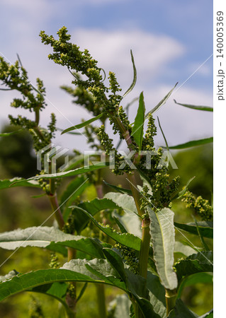 Clustered and curly dock plants thrive in a sunny field showcasing their vibrant green foliage and distinctive flower clusters in early summer 140005369