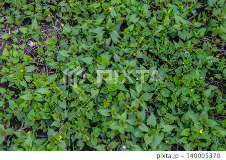 Black bindweed a resilient and sprawling plant thrives in a verdant landscape during late spring showcasing its lush green foliage and tiny yellow flowers Black bindweed a resilient and sprawling plant thrives in a verdant landscape during late spring showcasing its lush green foliage and tiny yellow flowers 140005370