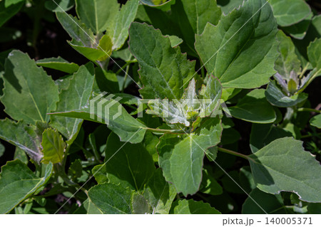Common Lambsquarters grows densely in a garden bed during late spring showcasing its lush green leaves and branching growth patterns Common Lambsquarters grows densely in a garden bed during late spring showcasing its lush green leaves and branching growth patterns 140005371
