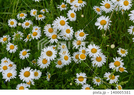 Bright cluster of Leucanthemum vulgare blooms in a sunny meadow showcasing vibrant white petals and yellow centers during late spring Bright cluster of Leucanthemum vulgare blooms in a sunny meadow showcasing vibrant white petals and yellow centers during late spring 140005381