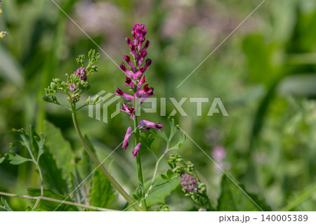 Fumaria officinalis blooming in a grassy field during springtime showcasing vibrant purple flowers amidst lush green foliage 140005389