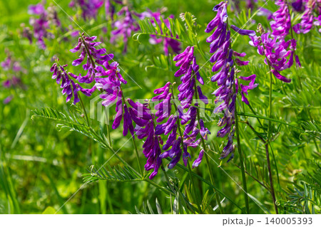 Tufted vetch blossoms flourish in a green meadow during late spring sunshine highlighting their vibrant purple hues Tufted vetch blossoms flourish in a green meadow during late spring sunshine highlighting their vibrant purple hues 140005393