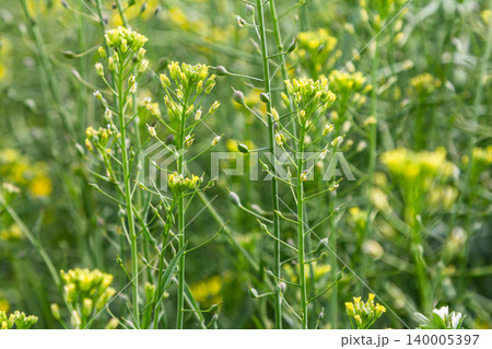 Bristly oxtongue blossoms in a sunny meadow during springtime showcasing vibrant yellow flowers against a lush green backdrop Bristly oxtongue blossoms in a sunny meadow during springtime showcasing vibrant yellow flowers against a lush green backdrop 140005397