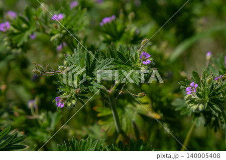 Geranium purpureum Little Robin blooms in a lush green habitat during spring season showcasing vibrant purple flowers Geranium purpureum Little Robin blooms in a lush green habitat during spring season showcasing vibrant purple flowers 140005408