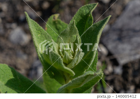 Common mullein plant with emerging leaves in a natural setting showcasing early growth stages during spring Common mullein plant with emerging leaves in a natural setting showcasing early growth stages during spring 140005412