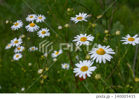 Golden Marguerite blooms in a lush green field during summer showcasing bright yellow centers and white petals surrounded by various plants 140005435