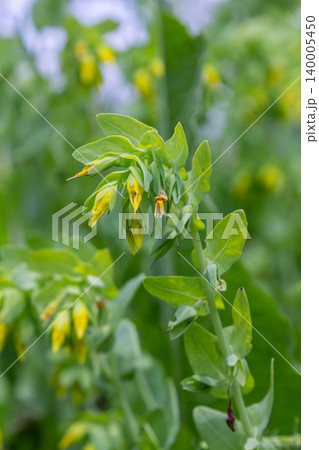 Lesser Honeywort in full bloom showcasing vibrant yellow flowers against a backdrop of green foliage Lesser Honeywort in full bloom showcasing vibrant yellow flowers against a backdrop of green foliage 140005450