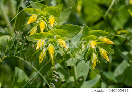 Lesser honeywort blooms with vibrant yellow flowers during springtime in a lush meadow attracting pollinators and enhancing the natural landscape 140005451
