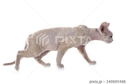 devon rex devon rex 140005486