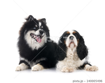 cavalier king charles and pomsky cavalier king charles and pomsky 140005496