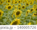ひまわり畑 140005726